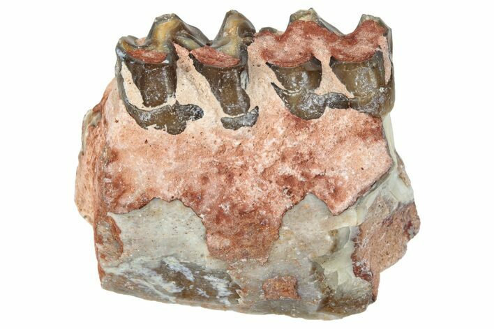 Fossil Horse (Mesohippus) Jaw Section - South Dakota #289566